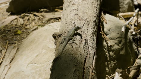 stationary shot of western fence lizard laying on a fallin tree located in santa paula punch bowls southern california