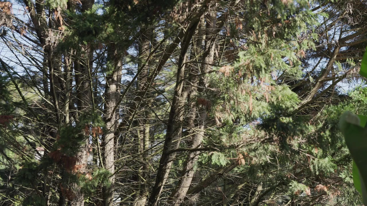 Dense evergreen tree branches with some dry brown foliage, creating a textured background or natural pattern against a glimpse of sky