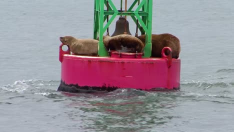 sea lions in the ocean, laying on navigational buoy in juneau, alaska