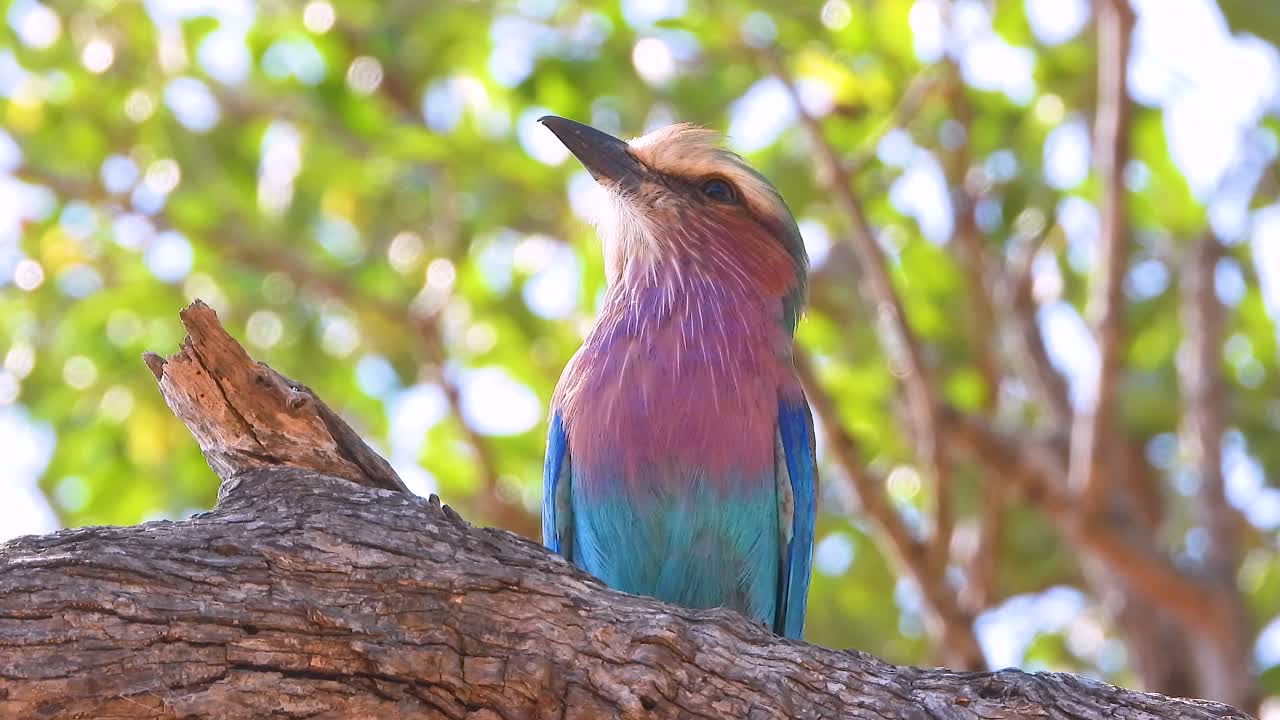 Lilac-Breasted Roller (Coracias Caudata) looking off into distance, surveying the area for prey to eat during broad daylight.