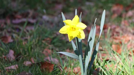 the wild daffodil, narcissus pseudonarcissus. a springtime yellow flowers gro