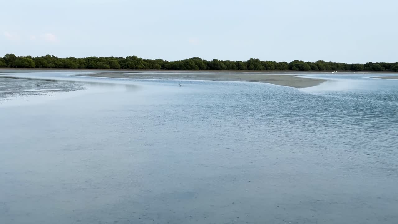 corriente de marea marea baja marea alta en la playa mangroove bosque de árboles de manglares en qatar doha golfo arábigo humedal paisaje escénico fondo turismo marino a ambiente tropical en ciudad rural