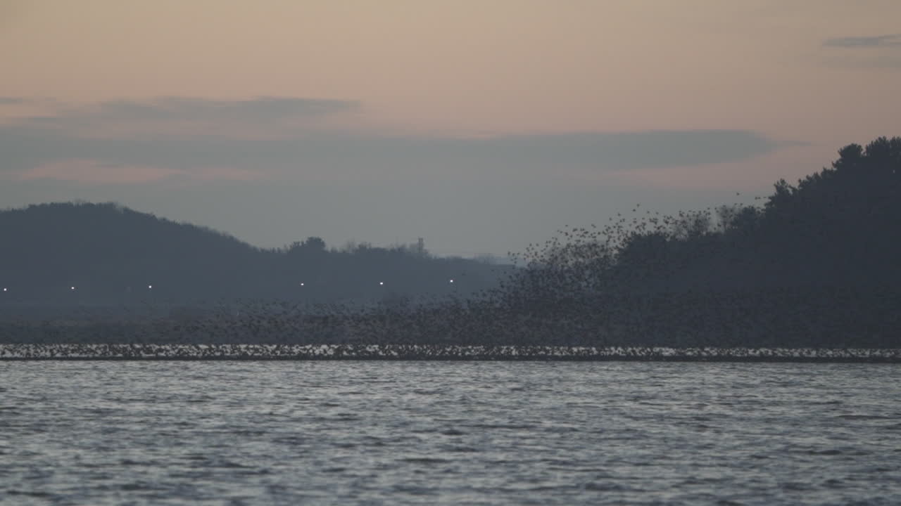 birds migrating from a lake to another in South Korea during winter (shoot info: Cin2, 1080p,  59.94fps)
