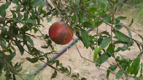 granada roja colgada en un huerto en sindh, pakistán