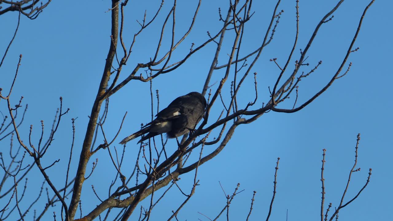 Pied Currawong Perched On Tree Branch Windy Sunset Australia, Victoria, Gippsland, Maffra Wide Shot