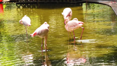 flamencos vadeando e interactuando en un estanque