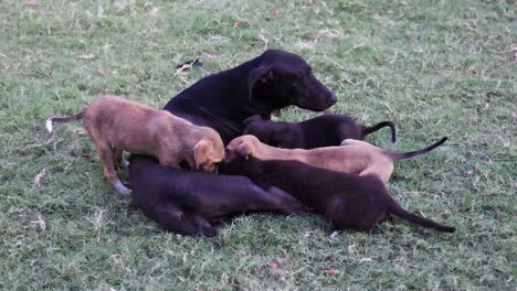 perro hembra alimentando a los pequeños cachorros al aire libre desde el ángulo superior