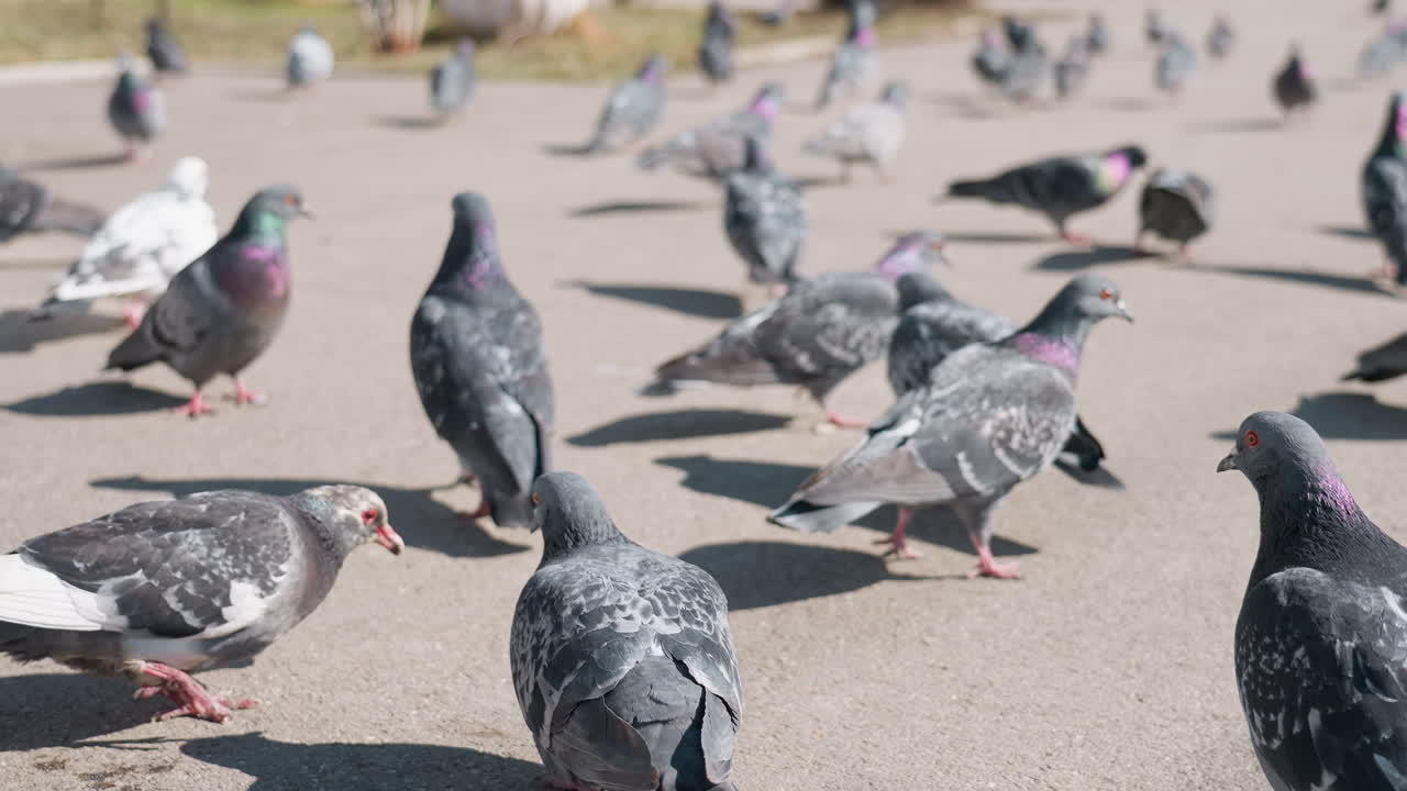 Close up of pigeons walking on paved ground in outdoor urban setting, some pecking and searching for food under bright sunlight while others stand and move around in background