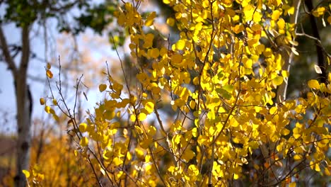 golden aspen leaves fluttering in slow motion