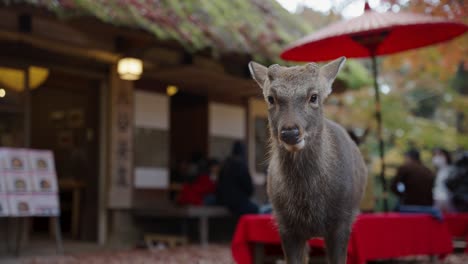 Japanisches-Reh-Steht-Im-Herbst-Vor-Dem-Café,-Verschwommener-Hintergrund