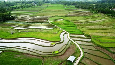 aerial footage of tropical rice field