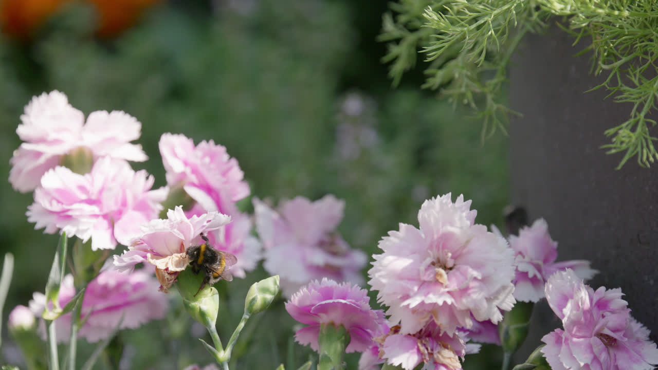 Close up video of a Honey Bumble bee collecting pollen from pink and purple Carnation flowers, on a sunny summers day