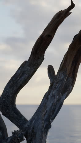 driftwood branches overlooking the ocean