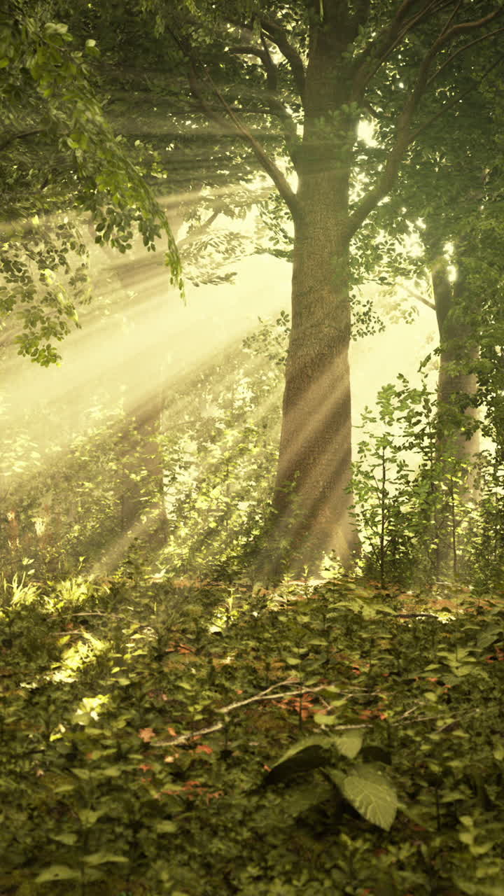 빛이 숲을 가로질러 흐릅니다.