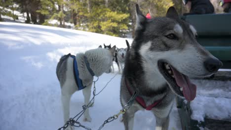 close up of two siberian huskies panting after pulling a dog sled during the winter