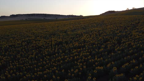 large sunflower field during sunset - oil production.