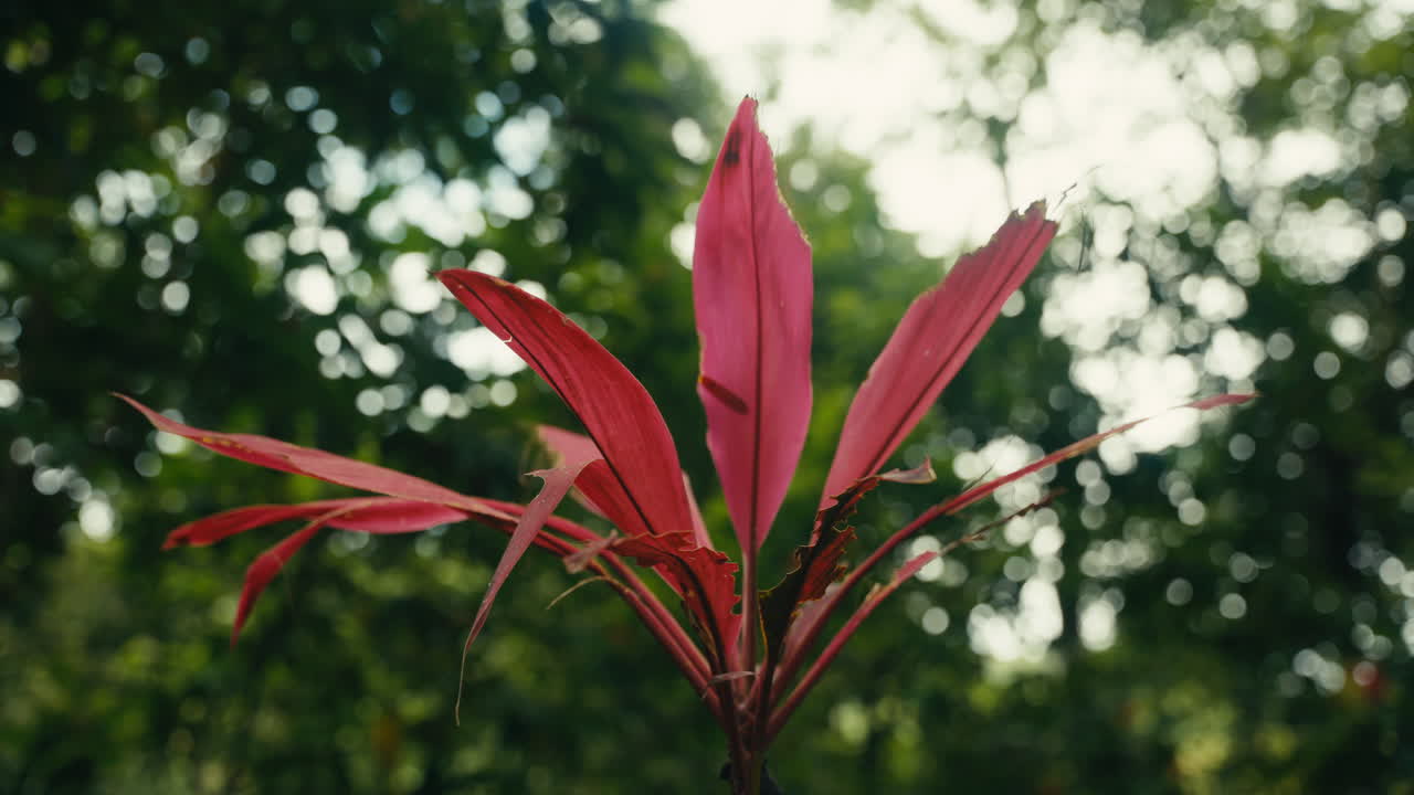 Close-up of a Cordyline Fruticosa plant