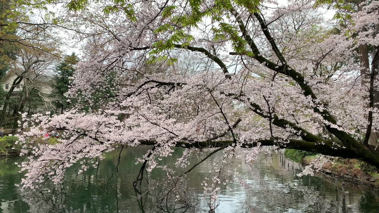 reflejo en el lago de la rama del cerezo en el parque inokashira