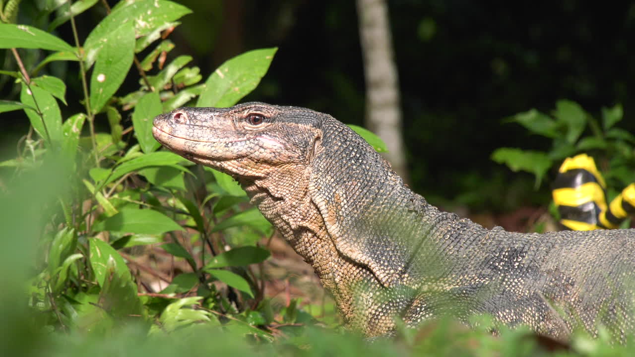 Close up of a Water Monitor Lizard at the Singapore Botanic Gardens