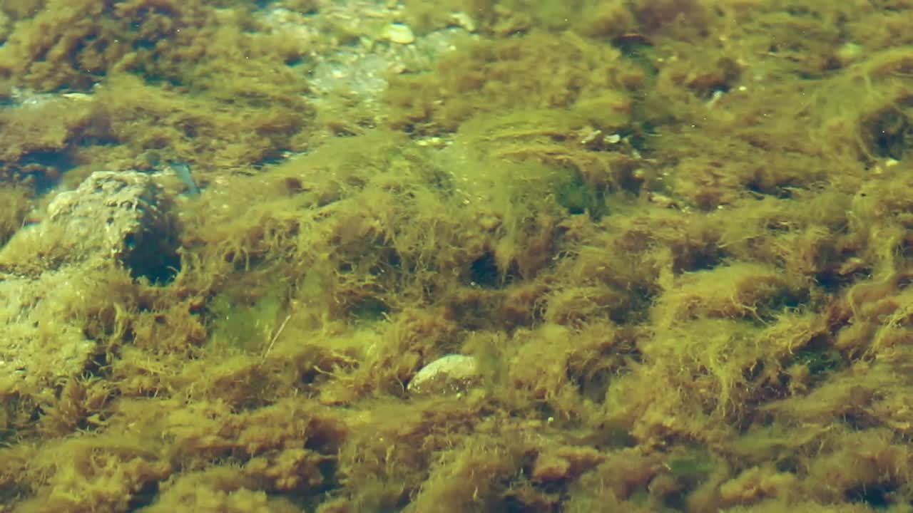 Hypnotic dreamy ambient motion of the movement underwater current of swaying green algae in the shallow sea