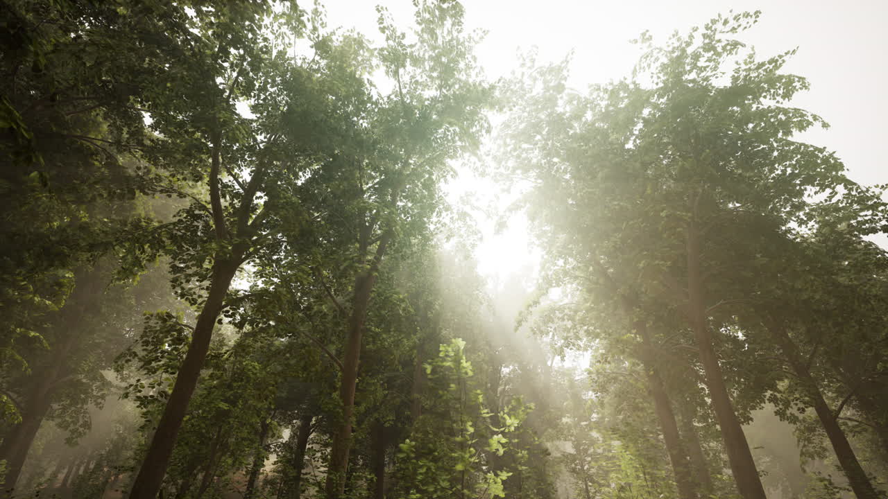 luz del sol del bosque brumoso