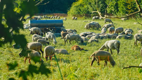 Pulling focus onto several happy sheep on a sunny day. A perfect addition to any nature-inspired project, from educational content to commercials and beyond