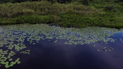 Drone-view-of-a-lake-body-of-water-pond-with-a-small-dock-in-water-brackish-water-pier-reflection-outdoors