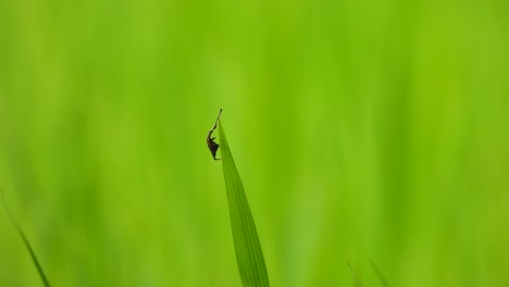 Spinne,-Die-Ein-Netz-Baut-Oder-Auf-Die-Jagd-Wartet