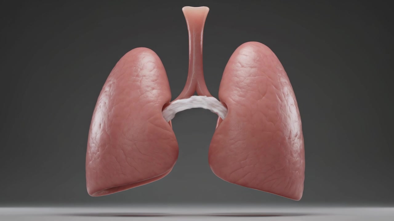Animazione di polmoni 3D con trachea e mezzaluna che si espandono e si contraggono in uno studio buio per l'anatomia