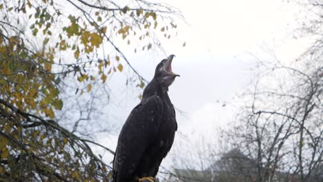 lesser spotted eagle yawn in slow motion