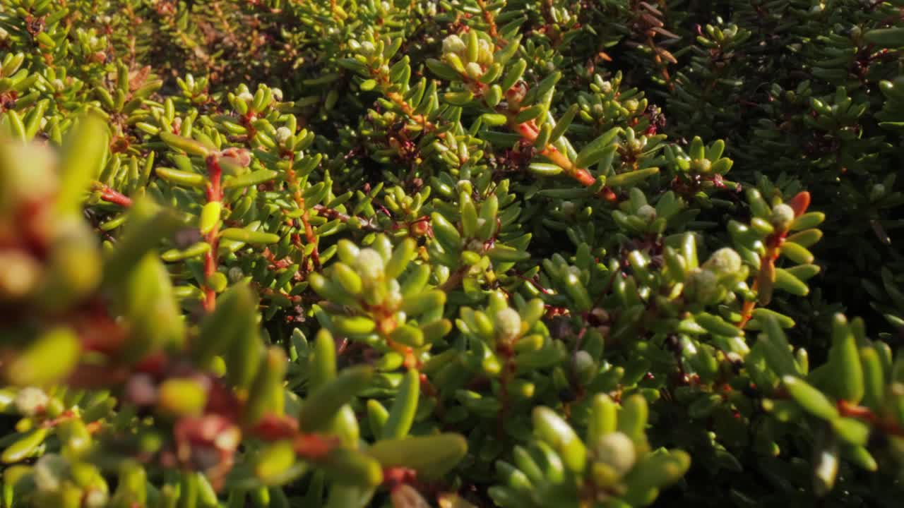 북극  ⁇ 드라 (arctic tundra) 는 에리카세이 (ericaceae) 과에 속하는 세 종의 난쟁이 상록수 관목의 속이다. 이들은 일반적으로 크로베리 (crowberries) 로 알려져 있으며 식용 열매를 맺는다.