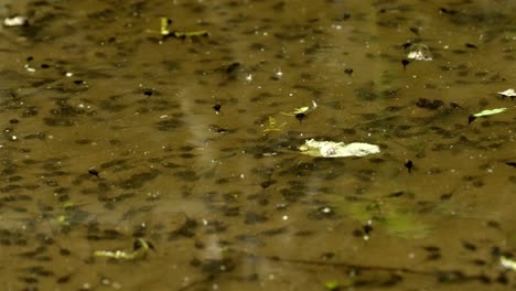 swarm of tiny tadpoles in shallow murky pond water