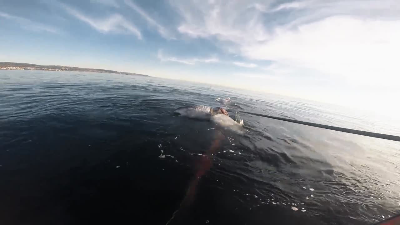 imágenes de montaje de la cabeza de la noaa intentando desenredar una ballena jorobada del equipo de pesca
