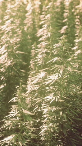 cannabis plants in a field