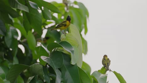 Ploceus-Cucullatus-Volando-En-Una-Rama-A-Cámara-Lenta-En-La-Selva-Tropical-De-Gabón