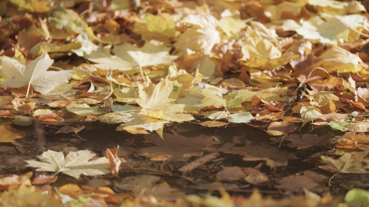 A shallow stagnant pond filled with fallen autumn leaves, with additional leaves scattered on the banks