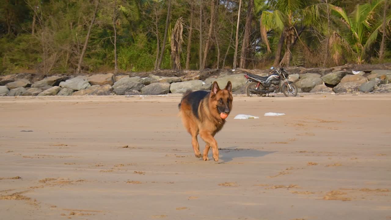 joven perro pastor alemán corriendo hacia el dueño con una pelota de juguete en la boca en la playa de mumbai | joven perro pastor alemán juguetón y activo con pelota de juguete en la boca
