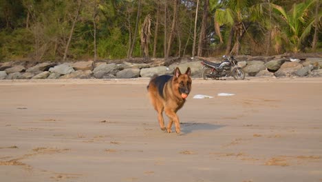 Joven-Perro-Pastor-Alemán-Corriendo-Hacia-El-Dueño-Con-Una-Pelota-De-Juguete-En-La-Boca-En-La-Playa-De-Mumbai-|-Joven-Perro-Pastor-Alemán-Juguetón-Y-Activo-Con-Pelota-De-Juguete-En-La-Boca