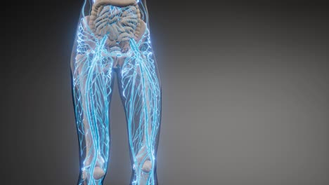 vasos sanguíneos del cuerpo humano
