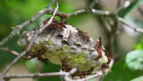 Some-individuals-on-top-of-the-nest-then-one-backs-off-to-position,-Paper-Wasps,-Vespidae,-Thailand