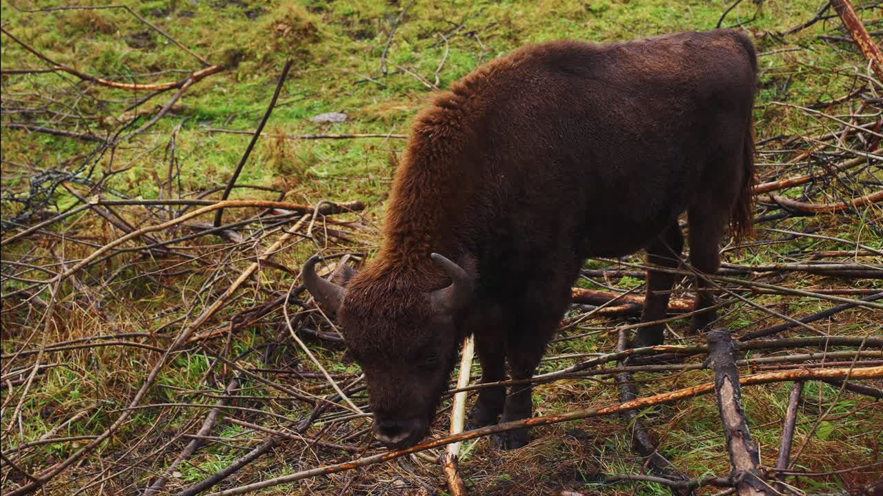 Bisonte europeo in una foresta