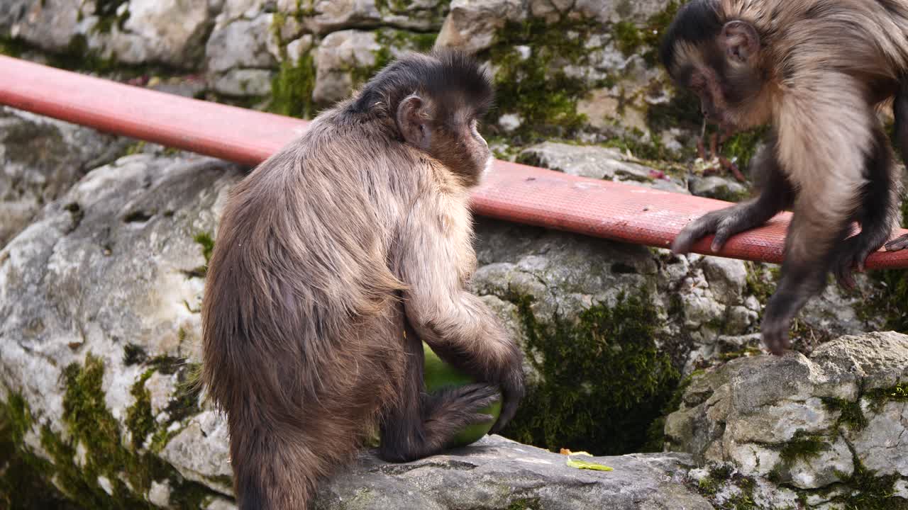 monos capuchinos salvajes comiendo coco fresco sentados en una roca en el desierto - cerrar