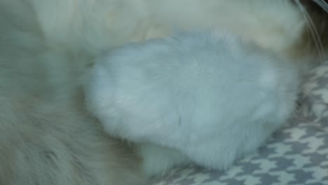 귀여운  ⁇ 색 고양이 발가락이 휴식을 취하고 있습니다.