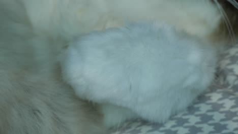 cute fluffy white cat paw relaxing resting