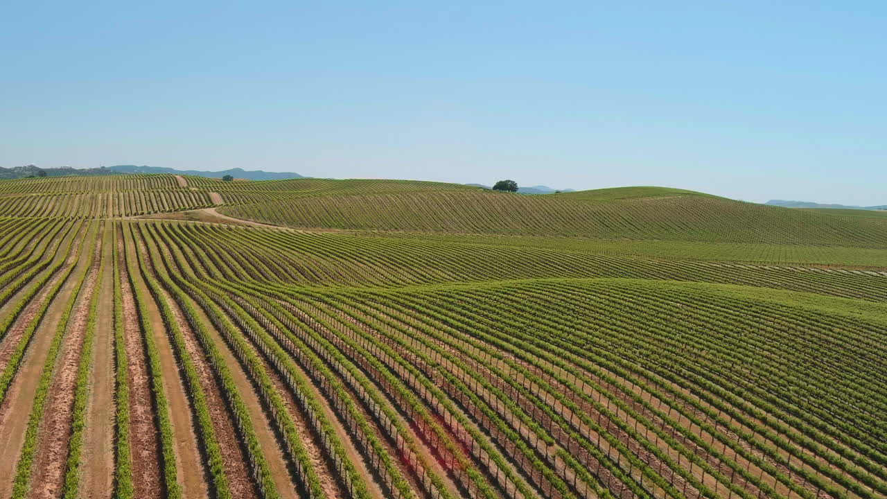 Filarari di viti nei vigneti nella campagna di San Luis Obispo, California - sorvolo aereo