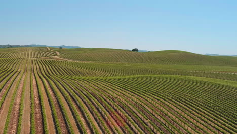 Rows-of-grapevines-in-the-vineyards-in-the-San-Luis-Obispo-countryside,-California---aerial-flyover