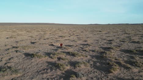 En-La-árida-Extensión-De-Utah,-EE.UU.,-Una-Vaca-Solitaria-Se-Alza-En-Medio-Del-Paisaje-árido-Y-Desolado,-Encarnando-La-Resiliencia-Y-La-Supervivencia-En-Medio-De-Duras-Condiciones.