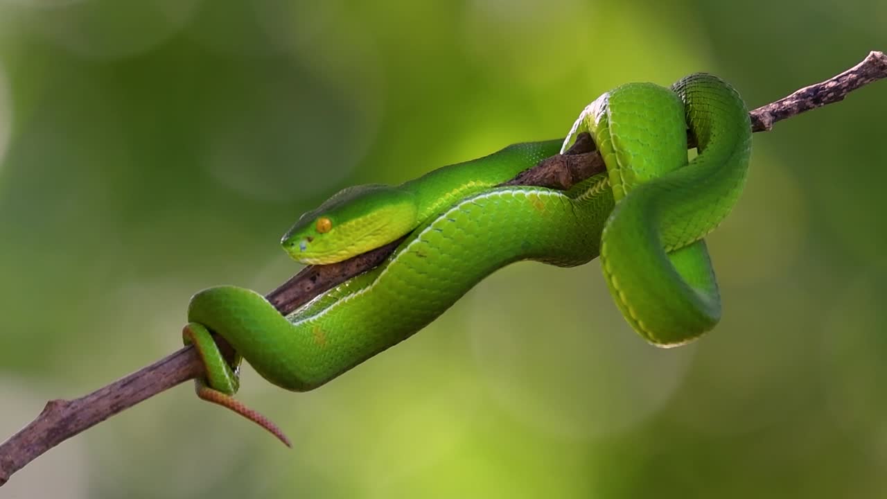 la víbora de labios blancos es una víbora venenosa endémica del sudeste asiático y a menudo se encuentra durante la noche esperando en una rama o rama de un árbol cerca de un cuerpo de agua con muchos alimentos