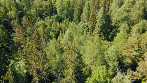 Bosques-Verdes-De-Letonia-En-El-Mes-De-Mayo