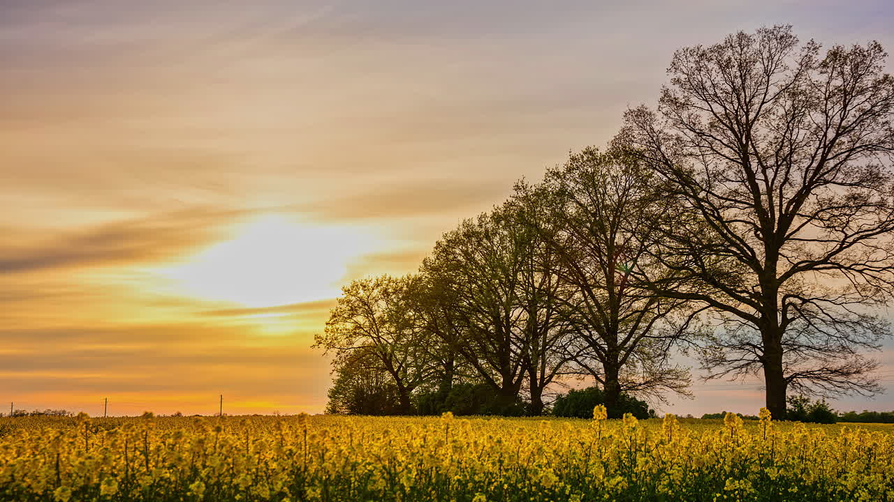 timelapse에 노란색 성장 카놀라 작물 필드 위에 저녁 시간 동안 화려한 하늘의 경치 좋은 샷